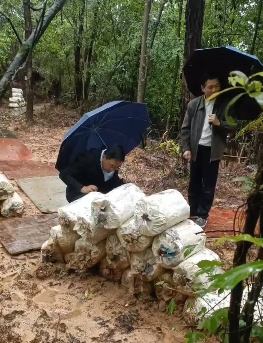 IM电竞 IM电竞平台江西省林业局科技专家来瑞考察富硒紫灵芝仿野生种植良种良法项目(图2)