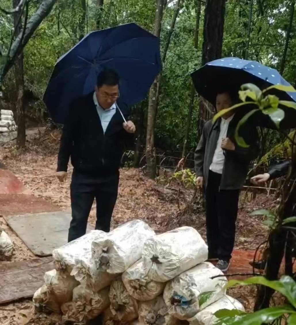 IM电竞 IM电竞平台江西省林业局科技专家来瑞考察富硒紫灵芝仿野生种植良种良法项目(图3)