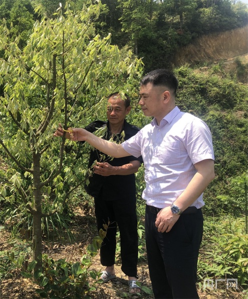 IM电竞 电子竞技平台培育国家青冈良种 助推新质生产力插上“腾飞翅膀”(图1)