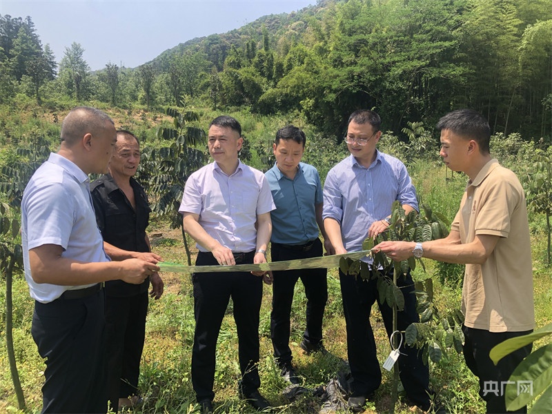 IM电竞 电子竞技平台培育国家青冈良种 助推新质生产力插上“腾飞翅膀”(图2)