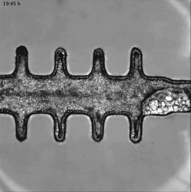 IM电竞 电子竞技平台1天2篇Nature类器官新突破来了(图4)